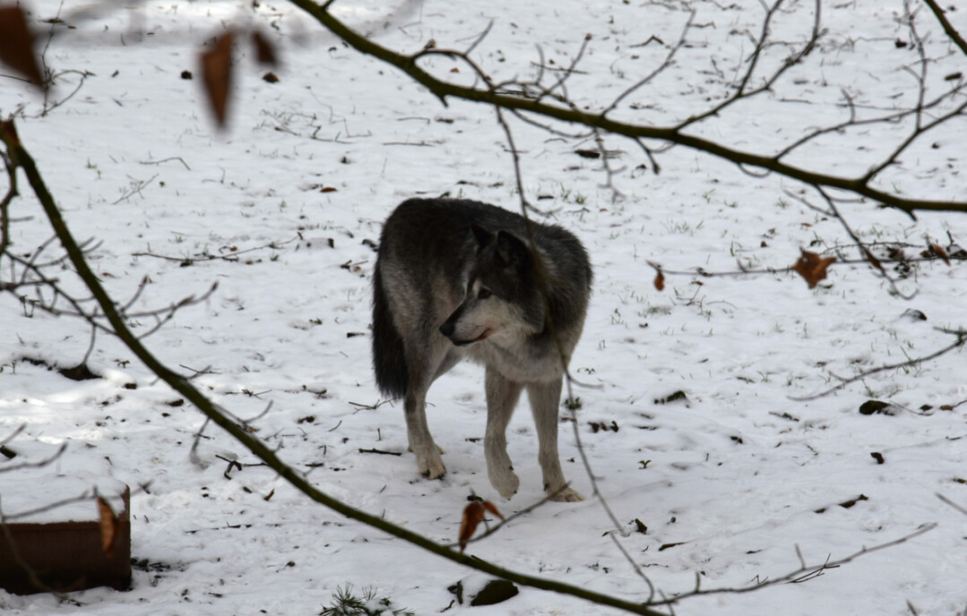 Wolf (
<i>Canis lupus</i>
) in Tierfreigelnde.