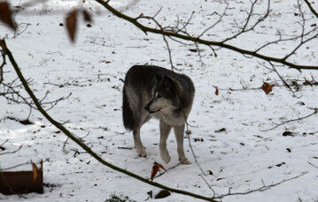 Wolf (
<i>Canis lupus</i>
) in Tierfreigelände.