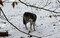 Wolf (
<i>Canis lupus</i>
) in Tierfreigel�nde.