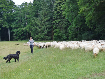 Schafherde mit Sch�ferin und H�tehund bei der Wanderung �ber die Schw�bische Alb.
