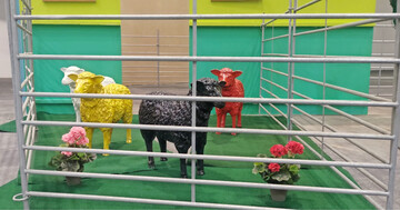 Auf der Gr�nen Woche 2025 konnten aufgrund des Maul- und Klauenseuchengeschehens keine Tiere aufgetrieben werden. 