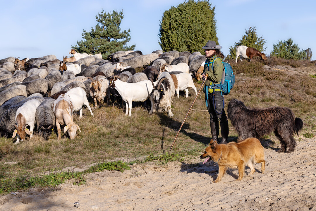 Schäferin mit Schnuckenherde und Altdeutschen Hütehunden.
