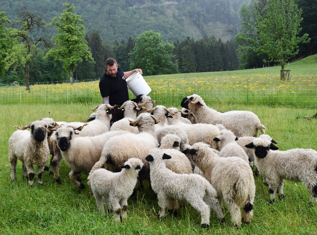 Die Mutterschafe mit den L�mmern h�lt Tobias Herrmann direkt am Hof. 