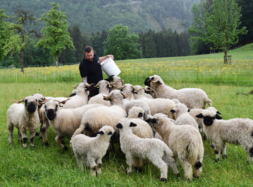 Die Mutterschafe mit den L�mmern h�lt Tobias Herrmann direkt am Hof. 