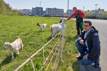 Markus Kuch (r.) und Josef Kaiser besuchen die Ziegen am Bahndamm in Montabaur.