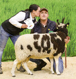 Züchterstolz: Heike und Dirk Priebe freuen sich über den Erfolg
ihres Jakobmutterschafes. Es wurde Champion der Rassegruppe.