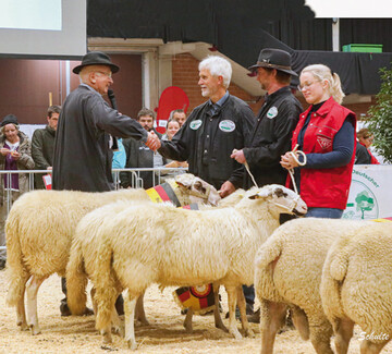 Die Bentheimer-Sammlung von Stefan und Ludwig Schmitz wurde Champion ihrer Rassegruppe und Bundes-Champion in Bronze ber alle Rassen.