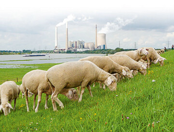 Ist die Schafhaltung in Nordrhein-Westfalen berhaupt rentabel?