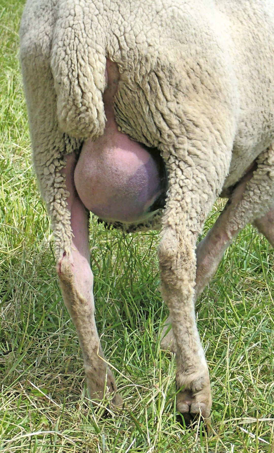 Dass die Entz�ndung schmerzhaft ist, zeigt sich beim Schaf besonders deutlich durch das Nachziehen einer Hinterextremit�t.