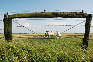 Schafe am Deich. Hier ist der Herdenschutz besonders schwierig umzusetzen.