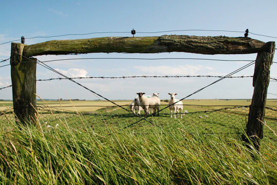 Schafe am Deich. Hier ist der Herdenschutz besonders schwierig umzusetzen.