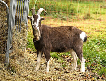 Die Herde vom Bioland-Hof Obermayer umfasst etwa 60 Mutterziegen mit Nachzucht der Rassen Th�ringer Waldziege (Herdbuchzucht) und Toggenburger Ziege. 