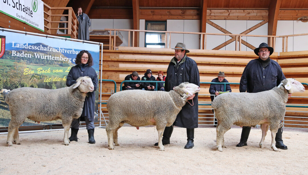 Auf der Merino-Elite 2025 in Bad Waldsee wurden 73 Böcke aus 18 Zuchtstätten und sieben Verbänden aufgetrieben. Die Note 9 wurde siebenmal in der Wolle und sechsmal in der Bemuskelung vergeben.