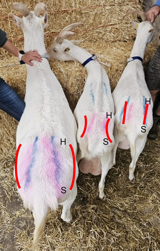 Bild 1: Darstellung der K�rperkonditionsbeurteilung (Variante 1). Dargestellt werden (v.l.) eine �berkonditionierte, eine unterkonditionierte und eine normal konditionierte Milchziege. 