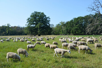 Schafe in der Landschaftspflege.
