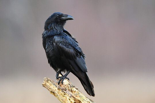 Kolkrabe (Corvus corax)