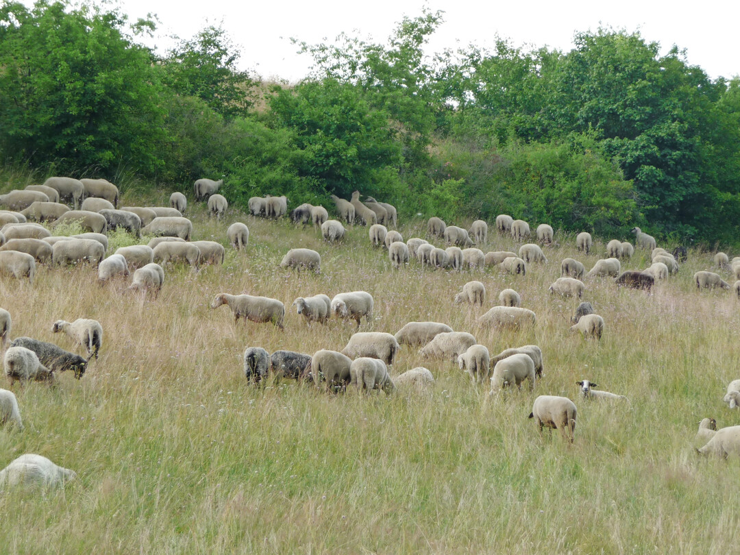 Die Tierpr�mie hat erwartungsgem�� in vielen Betrieben zu einer Bestandsaufstockung gef�hrt.