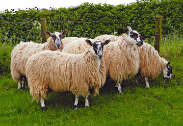 Das �Scotch Mule Sheep� ist eine Kreuzung aus einem Blueface-Leicester-Bock und einer Scottish-Blackface-Aue. Scotch Mules werden in den Highlands gez�chtet. Die L�mmer sind daher leider auch Beute f�r den Seeadler. Die Auen sind wegen ihrer Fruchtbarkeit und Robustheit wichtige Komponenten im �Mule System�, �ber welches wir im Schafzucht-Magazin 5/2019 berichteten.