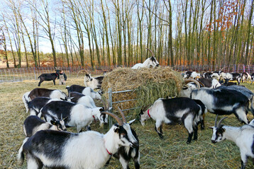 Die Koppel am Waldrand wird mit Stroh eingestreut, das die Tiere zus�tzlich zum Heu fressen k�nnen.