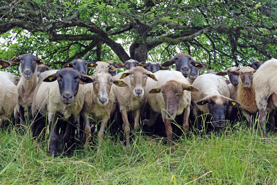 Tragen wesentlich zum Erhalt der Kulturlandschaft und zum Naturschutz im Biosph�renreservat Pf�lzerwald bei: weidende Schafherden.