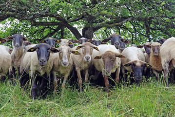 Tragen wesentlich zum Erhalt der Kulturlandschaft und zum Naturschutz im Biosph�renreservat Pf�lzerwald bei: weidende Schafherden.
