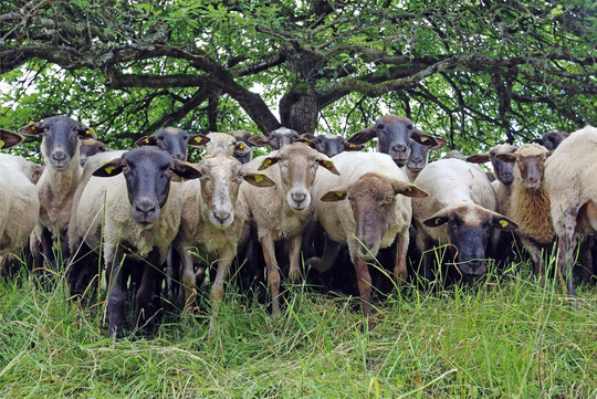 Tragen wesentlich zum Erhalt der Kulturlandschaft und zum Naturschutz im Biosph�renreservat Pf�lzerwald bei: weidende Schafherden.