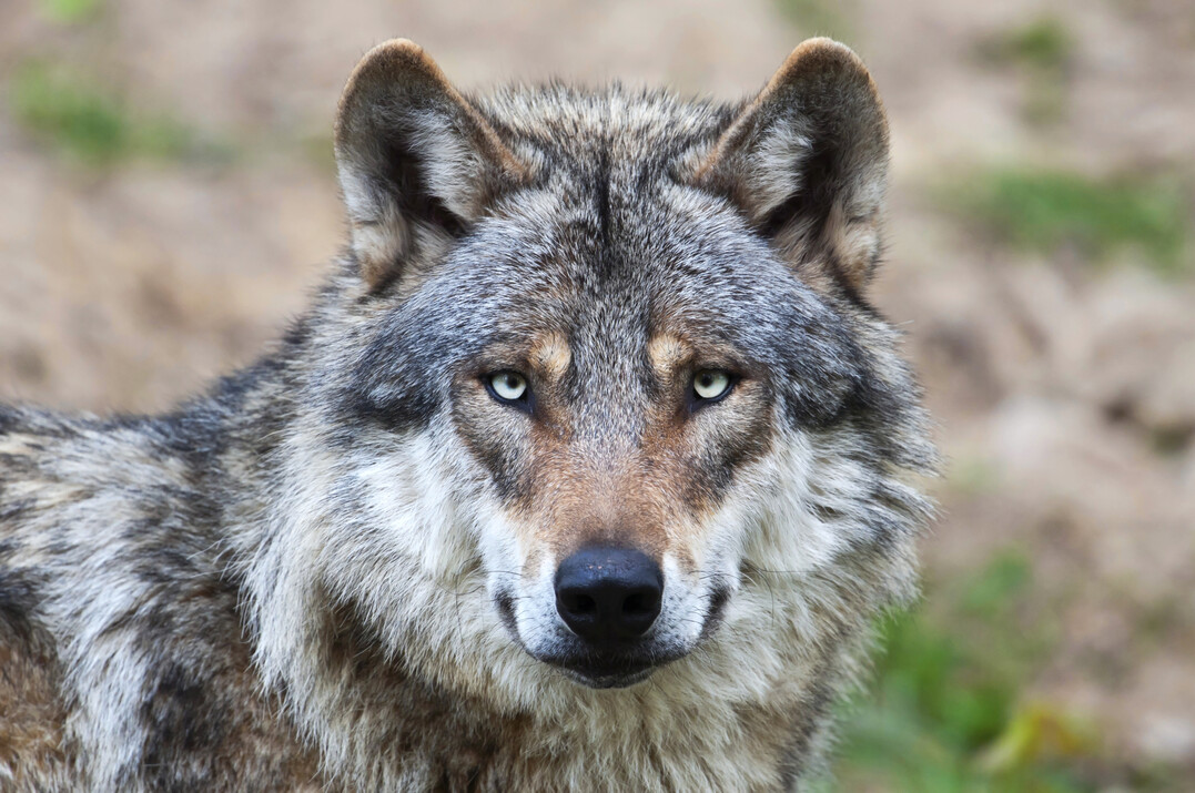 Europ�ischer Grauwolf, Canis lupus