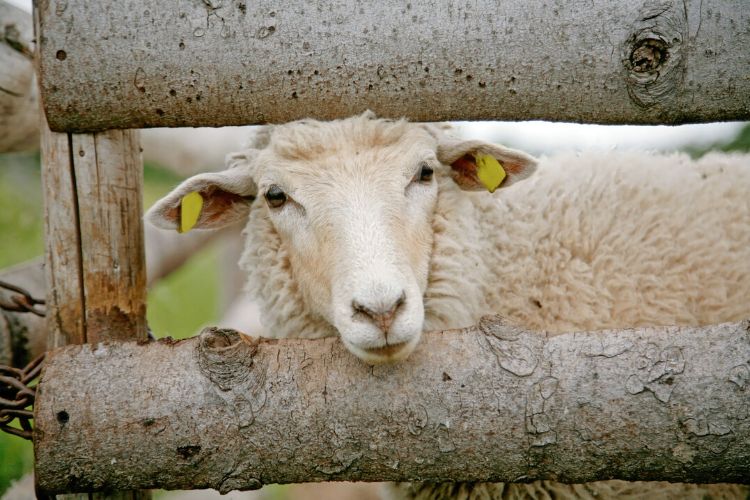 Das Projekt �koWurm wird von der �koRing � �kologischer Landbau GmbH durchgef�hrt und vom Land Schleswig-Holstein gef�rdert.