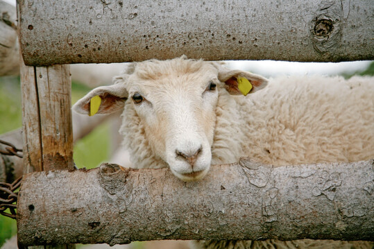 Das Projekt ÖkoWurm wird von der ÖkoRing – ökologischer Landbau GmbH durchgeführt und vom Land Schleswig-Holstein gefördert.