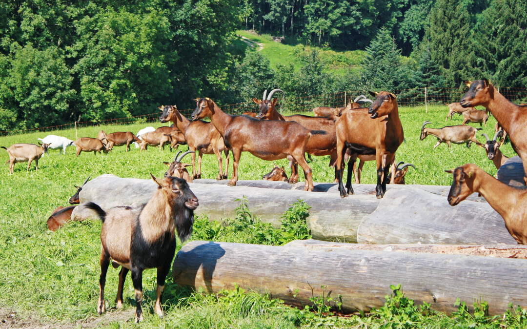 Bunte Deutsche Edelziegen im S�dschwarzwald.