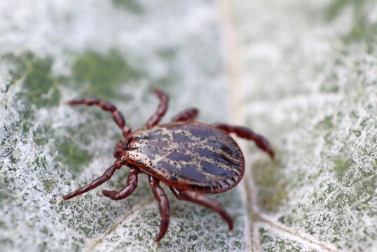 Nahaufnahme einer Zecke