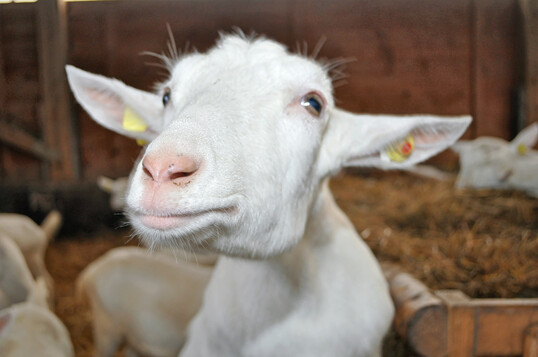 Gesunde Ziegen schauen neugierig und freundlich. F�r uns Menschen sieht es oft so aus, als w�rden sie l�cheln. 
