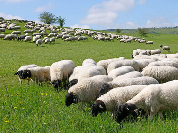 Rh�nschafe in der Th�ringer Rh�n.