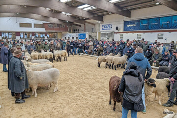 Aufstellung der Siegertiere zur Auktion in Neuwied.
