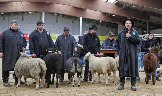 Anl�sslich der gemeinsamen Bockauktion der Bundesl�nder Hessen, Rheinland-Pfalz und Saarland am 21. Februar 2026 in Neuwied wies Berufssch�fer Friedel Bous aus Rheinland-Pfalz (2.v.r.) auf das Internationale Hirtenjahr 2026 und seine Bedeutung f�r seinen Berufsstand hin. In diesem Jahr werden viele Aktionen zu dem Thema stattfinden. 
