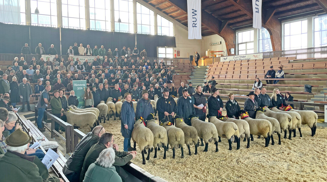 Präsentation der Siegerböcke.