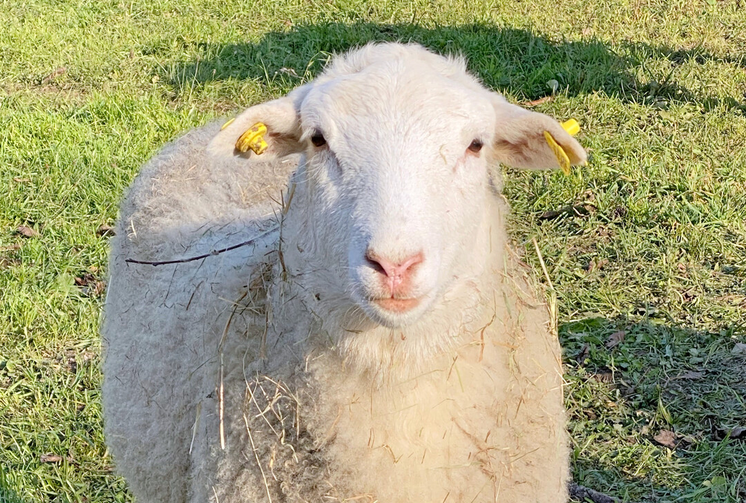 Schaf mit elektronischer Ohrmarke.