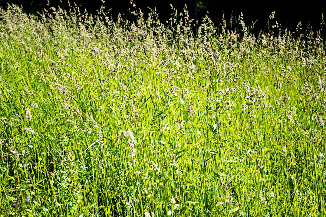 Knaulgras ist ein wertvolles Futtergras.