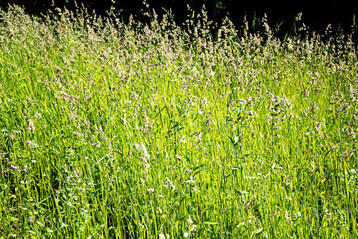 Knaulgras ist ein wertvolles Futtergras.