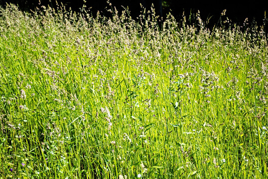 Knaulgras ist ein wertvolles Futtergras.