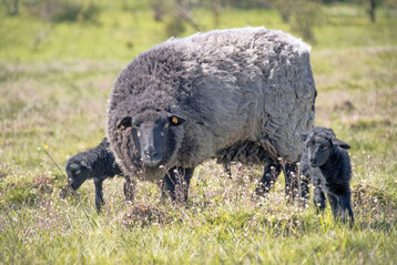 Beweidung einer Trockenrasenfläche im ehemaligen Kiesabbaugebiet mit Rauhwolligen Pommerschen Landschafen.