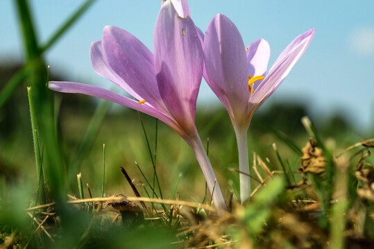 Blüten der Herbstzeitlose im Sommer.