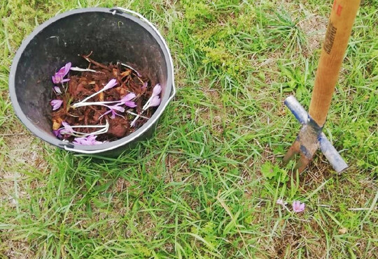 Vorgehen bei der mechanischen Bek�mpfung: Mit dem Ampferstecher oder Spaten ca. 3 bis 4 cm neben der Pflanze tief in den Boden einstechen. Dann den Erdballen aushebeln und die Knolle entfernen.