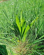 Herbstzeitlose im Frühjahr – der ideale Zeitpunkt für eine mechanische Bekämpfung.