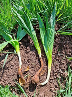 Ausgestochene Herbstzeitlose mit Knolle.