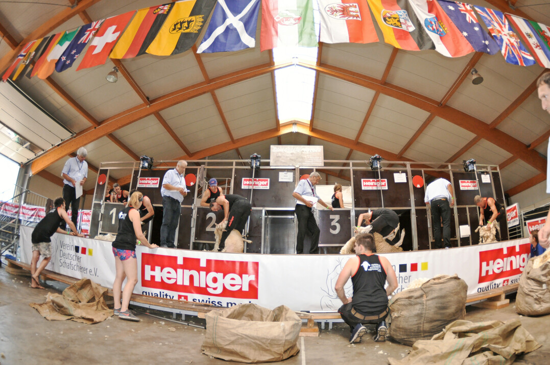 Finale der Deutschen Schafschurmeisterschaft 2019 in Wüsting.