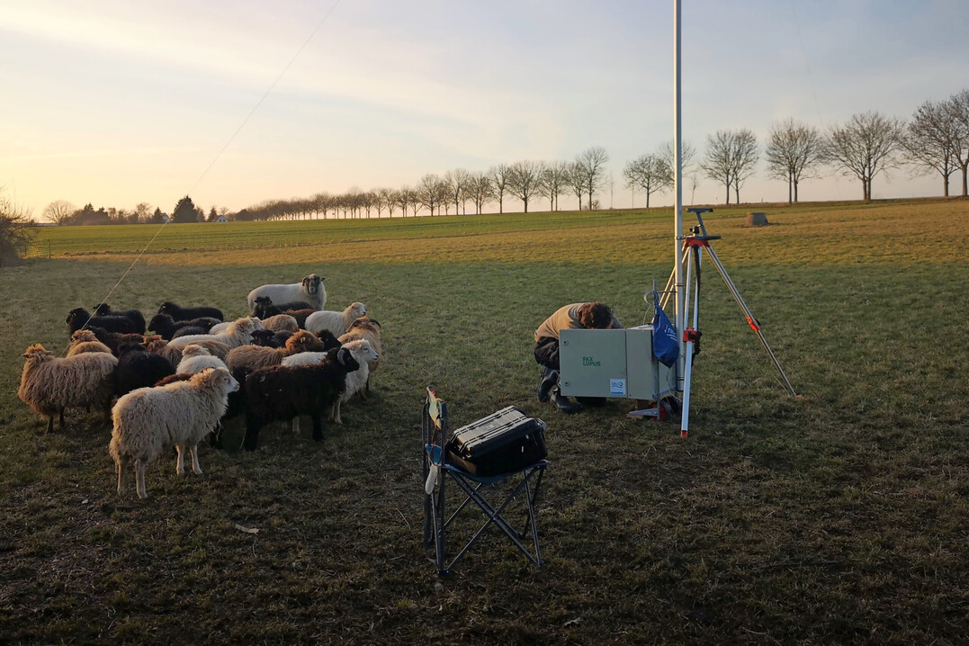 Arbeit unter Schafen: Das Startup Pax Lupus testet aktuell Komponenten eines KI-basierten Herdenschutzsystems direkt auf der Weide.