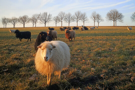 F�r mehr Sicherheit von Schaf und Sch�fern trotz wachsender Wolfspopulation entwickelt Pax Lupus einen Herdenschutz auf Grundlage k�nstlicher Intelligenz. Das System vertreibt W�lfe langfristig per Drohne, ohne den Tieren zu schaden.