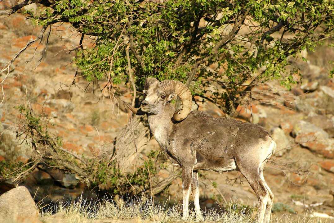 B�cke der Art Argali (
<i>Ovis ammon</i>
) k�nnen eine Schulterh�he von 135�cm erreichen.