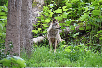 Wolf (Canis lupus) in Tierfreigel�nde.